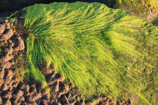 zelené mořské řasy